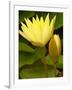 Two Yellow Hardy Water Lilies, Union Mills, Westminster, Maryland, USA-Corey Hilz-Framed Photographic Print