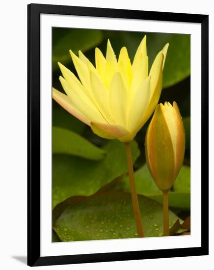 Two Yellow Hardy Water Lilies, Union Mills, Westminster, Maryland, USA-Corey Hilz-Framed Photographic Print