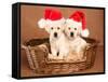 Two Yellow Lab Christmas Puppies Wearing Santa Hats-Hannamariah-Framed Stretched Canvas