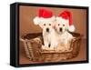 Two Yellow Lab Christmas Puppies Wearing Santa Hats-Hannamariah-Framed Stretched Canvas