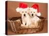 Two Yellow Lab Christmas Puppies Wearing Santa Hats-Hannamariah-Stretched Canvas