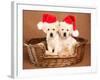 Two Yellow Lab Christmas Puppies Wearing Santa Hats-Hannamariah-Framed Photographic Print