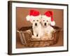 Two Yellow Lab Christmas Puppies Wearing Santa Hats-Hannamariah-Framed Photographic Print