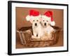 Two Yellow Lab Christmas Puppies Wearing Santa Hats-Hannamariah-Framed Photographic Print