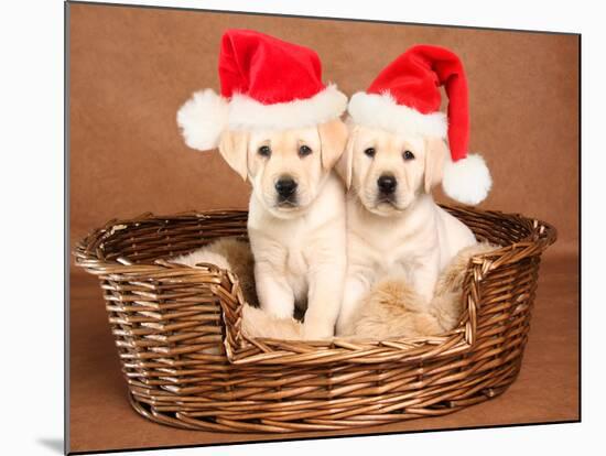Two Yellow Lab Christmas Puppies Wearing Santa Hats-Hannamariah-Mounted Photographic Print