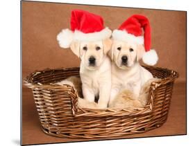 Two Yellow Lab Christmas Puppies Wearing Santa Hats-Hannamariah-Mounted Photographic Print