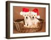 Two Yellow Lab Christmas Puppies Wearing Santa Hats-Hannamariah-Framed Photographic Print