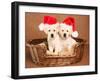 Two Yellow Lab Christmas Puppies Wearing Santa Hats-Hannamariah-Framed Photographic Print