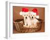 Two Yellow Lab Christmas Puppies Wearing Santa Hats-Hannamariah-Framed Photographic Print