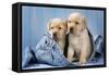 Two Yellow Labrador Puppies in Jeans-null-Framed Stretched Canvas