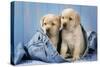 Two Yellow Labrador Puppies in Jeans-null-Stretched Canvas