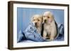 Two Yellow Labrador Puppies in Jeans-null-Framed Photographic Print