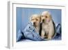 Two Yellow Labrador Puppies in Jeans-null-Framed Photographic Print