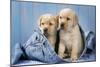 Two Yellow Labrador Puppies in Jeans-null-Mounted Photographic Print