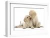 Two Yellow Labrador Retriever Puppies, 10 Weeks, Touching Noses-Mark Taylor-Framed Photographic Print