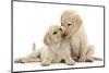 Two Yellow Labrador Retriever Puppies, 10 Weeks, Touching Noses-Mark Taylor-Mounted Photographic Print