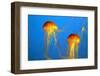 Two Yellow-Orange Jellyfish with Thin Tentacles. Aquarium with Bright Blue Water-kavram-Framed Photographic Print