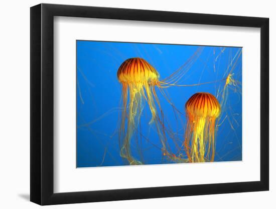 Two Yellow-Orange Jellyfish with Thin Tentacles. Aquarium with Bright Blue Water-kavram-Framed Photographic Print