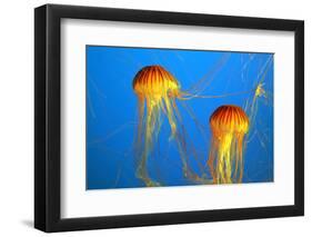 Two Yellow-Orange Jellyfish with Thin Tentacles. Aquarium with Bright Blue Water-kavram-Framed Photographic Print