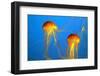 Two Yellow-Orange Jellyfish with Thin Tentacles. Aquarium with Bright Blue Water-kavram-Framed Photographic Print