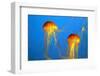 Two Yellow-Orange Jellyfish with Thin Tentacles. Aquarium with Bright Blue Water-kavram-Framed Photographic Print