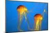 Two Yellow-Orange Jellyfish with Thin Tentacles. Aquarium with Bright Blue Water-kavram-Mounted Photographic Print