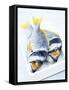 Two Yellowfin Seabream on Ice-Marc O^ Finley-Framed Stretched Canvas