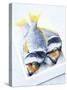 Two Yellowfin Seabream on Ice-Marc O^ Finley-Stretched Canvas