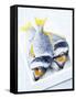 Two Yellowfin Seabream on Ice-Marc O^ Finley-Framed Stretched Canvas