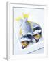 Two Yellowfin Seabream on Ice-Marc O^ Finley-Framed Photographic Print