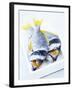 Two Yellowfin Seabream on Ice-Marc O^ Finley-Framed Photographic Print