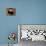 Two Ying Yang Kittens-null-Stretched Canvas displayed on a wall