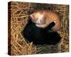 Two Ying Yang Kittens-null-Stretched Canvas