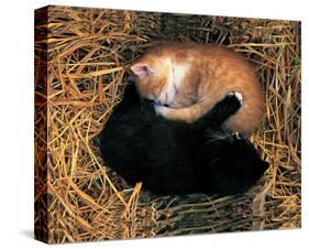 Two Ying Yang Kittens-null-Stretched Canvas