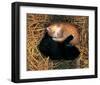 Two Ying Yang Kittens-null-Framed Art Print