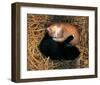 Two Ying Yang Kittens-null-Framed Art Print