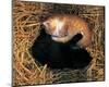 Two Ying Yang Kittens-null-Mounted Art Print