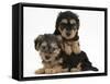 Two Yorkipoo Pups, 7 Weeks Old-Mark Taylor-Framed Stretched Canvas