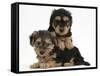 Two Yorkipoo Pups, 7 Weeks Old-Mark Taylor-Framed Stretched Canvas