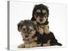 Two Yorkipoo Pups, 7 Weeks Old-Mark Taylor-Stretched Canvas