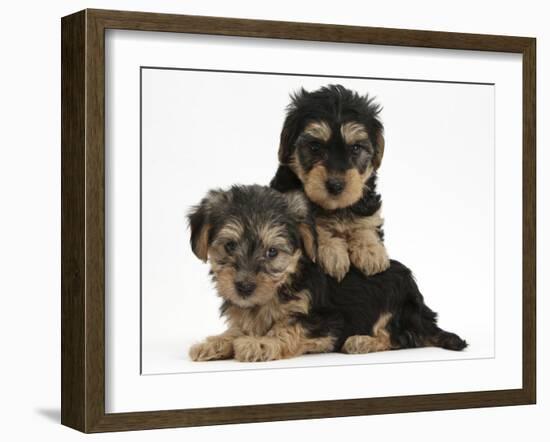 Two Yorkipoo Pups, 7 Weeks Old-Mark Taylor-Framed Photographic Print