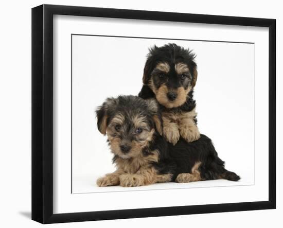 Two Yorkipoo Pups, 7 Weeks Old-Mark Taylor-Framed Photographic Print