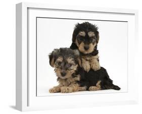 Two Yorkipoo Pups, 7 Weeks Old-Mark Taylor-Framed Photographic Print