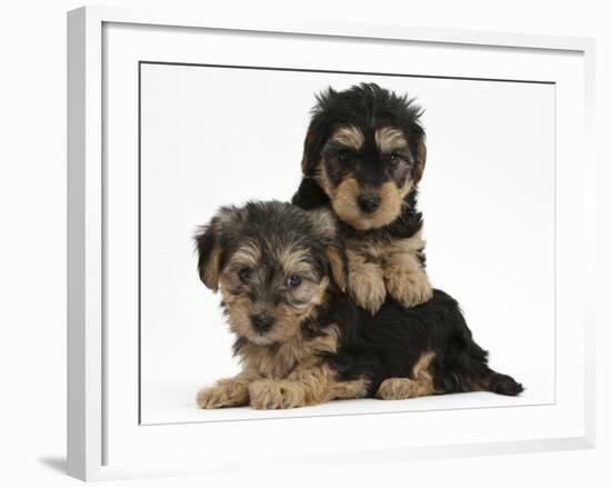 Two Yorkipoo Pups, 7 Weeks Old-Mark Taylor-Framed Photographic Print