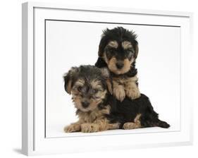 Two Yorkipoo Pups, 7 Weeks Old-Mark Taylor-Framed Photographic Print