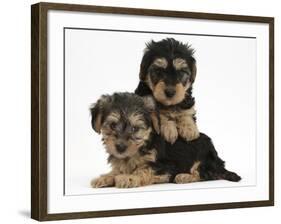 Two Yorkipoo Pups, 7 Weeks Old-Mark Taylor-Framed Photographic Print