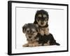 Two Yorkipoo Pups, 7 Weeks Old-Mark Taylor-Framed Photographic Print