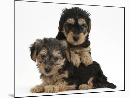 Two Yorkipoo Pups, 7 Weeks Old-Mark Taylor-Mounted Photographic Print