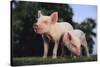 Two Yorkshire Pigs-DLILLC-Stretched Canvas