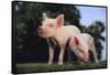 Two Yorkshire Pigs-DLILLC-Framed Stretched Canvas